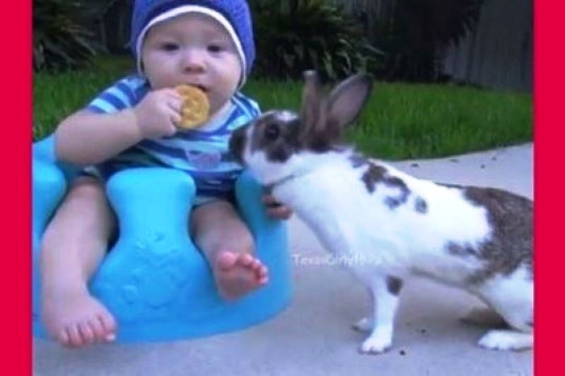 Αυτό το μωρό συναντά ένα κουνελάκι! Η συνέχεια θα σας κάνει να ξεκαρδιστείτε! (βίντεο)