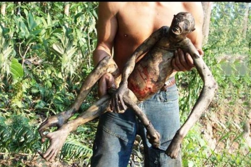 Σοκαριστικό βίντεο: Απόκοσμο πλάσμα βρέθηκε νεκρό στον Αμαζόνιο