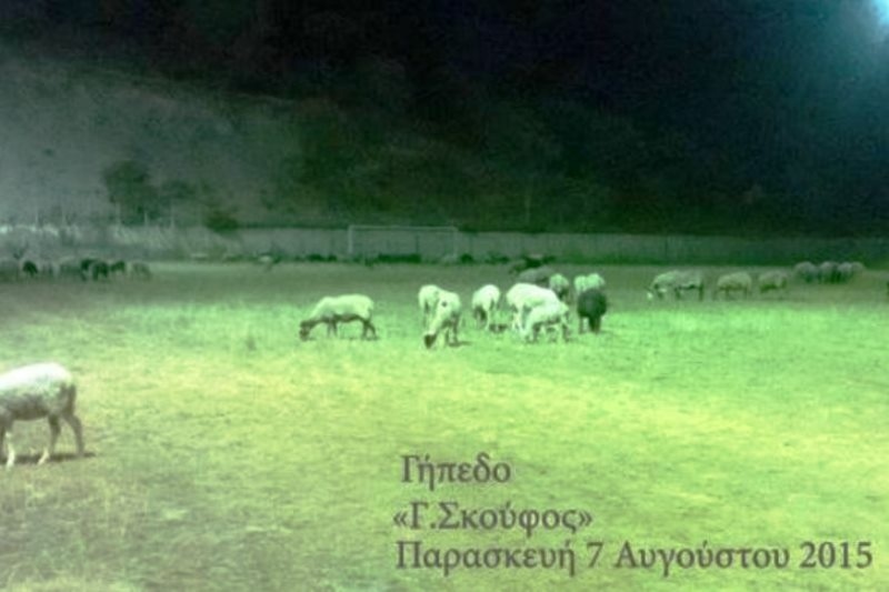 Πρόβατα βοσκούν σε γήπεδο της Super League!!!