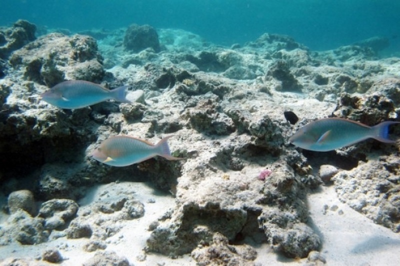 Θαλάσσια τσιμπήματα: Τι πρέπει να προσέχετε και πώς θα τα αντιμετωπίσετε