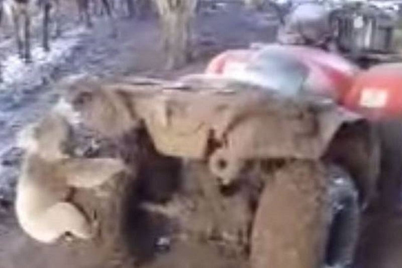 Πρωτοφανές: Κοάλα παίρνει στο κυνήγι αγρότη για να… (video)