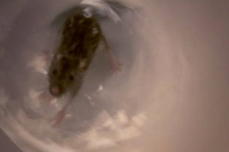 Μετά από αυτό το βίντεο δεν θα ξαναφήσετε το καπάκι της τουαλέτας σηκωμένο!