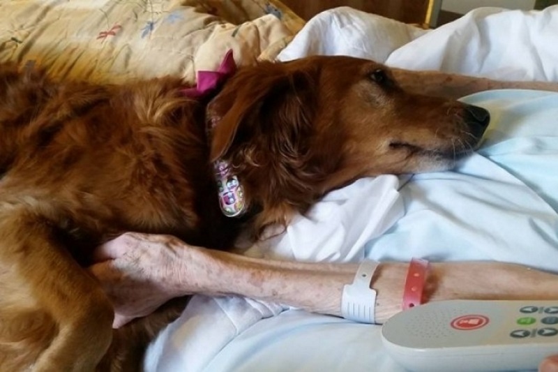 Ο σκύλος-φύλακας των ετοιμοθάνατων (βίντεο)