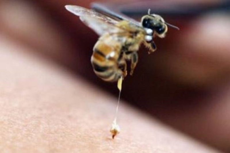 Ηράκλειο: 47χρονος πέθανε από τσίμπημα σφήκας