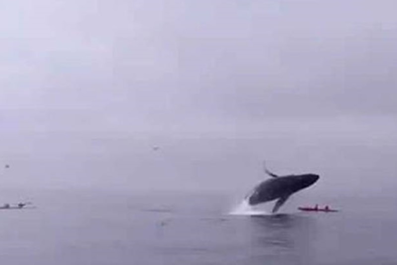 Τρόμος στα ανοιχτά: Φάλαινα παραλίγο να σκοτώσει κωπηλάτες! (video)