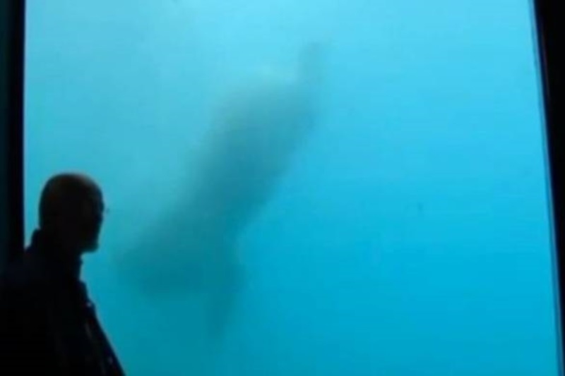 Τρόμος στο ενυδρείο: Πολική αρκούδα έσπασε το προστατευτικό τζάμι πετώντας… βράχο! (video)