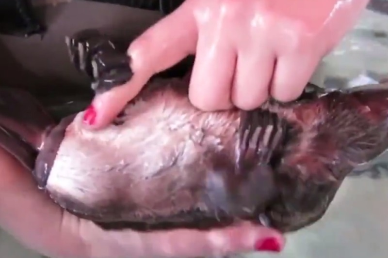 Όλα τα ζώα κρύβουν μέσα τους ένα κουτάβι! (video)