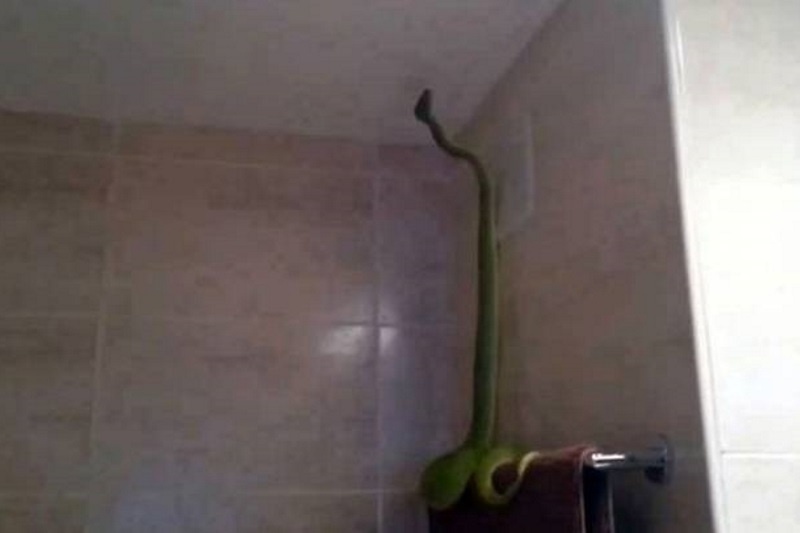 Ίσως ό,τι πιο τρομακτικό και απροσδόκητο μπορούσε να βρει στο μπάνιο του! (video)