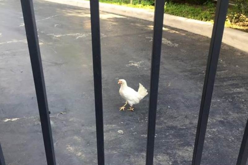 Απίστευτο: Πέταξαν κότα στο προαύλιο του Μαξίμου (photos)