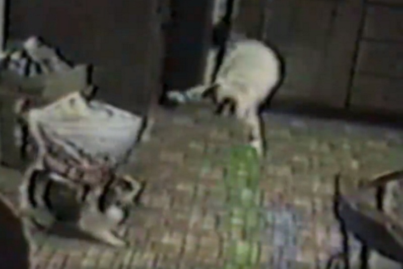 Όταν οι γάτες… τα κάνουν πάνω τους! (video)