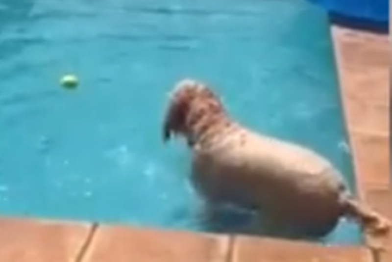 Απίστευτος σκύλος: Δείτε τι έκανε για να πιάσει τη μπάλα και να μην βραχεί! (video)