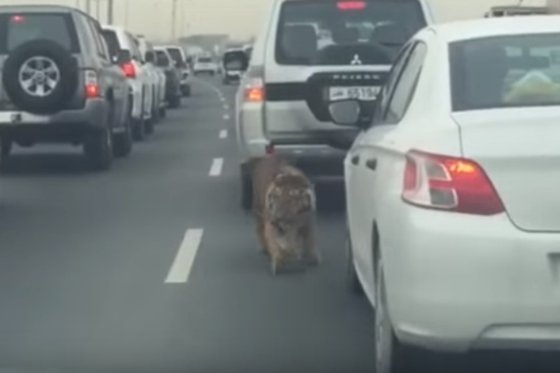 ΑΔΙΑΝΟΗΤΟ: Τίγρης «κόβει» βόλτες σε δρόμους πρωτεύουσας! (video)