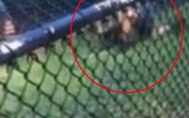 Ουρλιαχτά σε καταφύγιο άγριων ζώων: Φύλακας στα σαγόνια κροκόδειλου! (video)