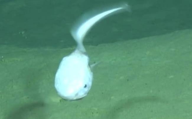 To τρομακτικό «εξωγήινο» ψάρι με το πιο περίεργο και ελληνικό όνομα που έχετε ακούσει ποτέ! (video)