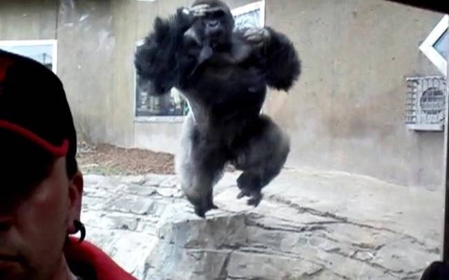 Βίντεο που κόβει την ανάσα: Η τρομακτική επίθεση ενός γορίλα σε τουρίστα!
