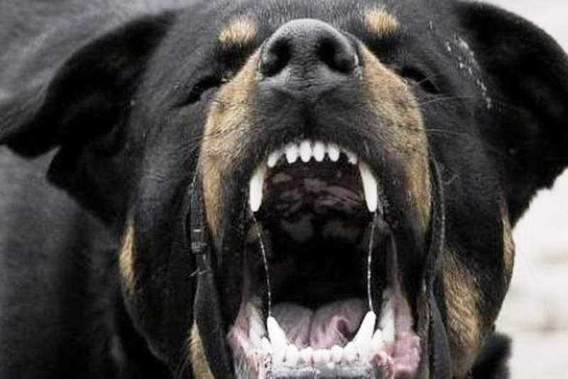 Φρίκη προκαλούν οι μαρτυρίες της επίθεσης ροντβάιλερ σε 5χρονο: «Πετούσαν το παιδί στον αέρα» (vid)