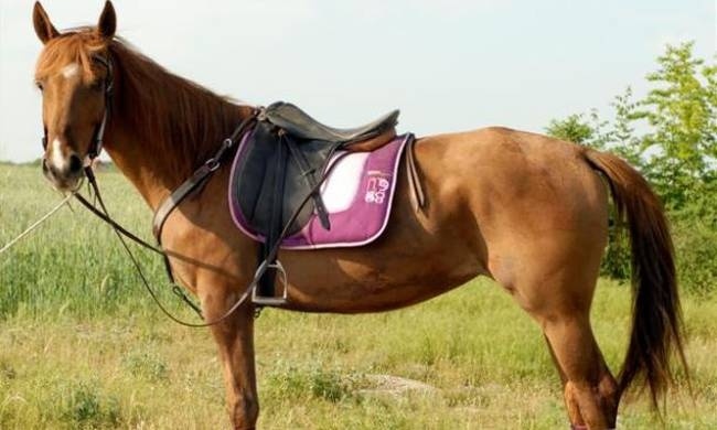 Ατύχημα με άλογο στα Χανιά - Στο νοσοκομείο 35χρονος