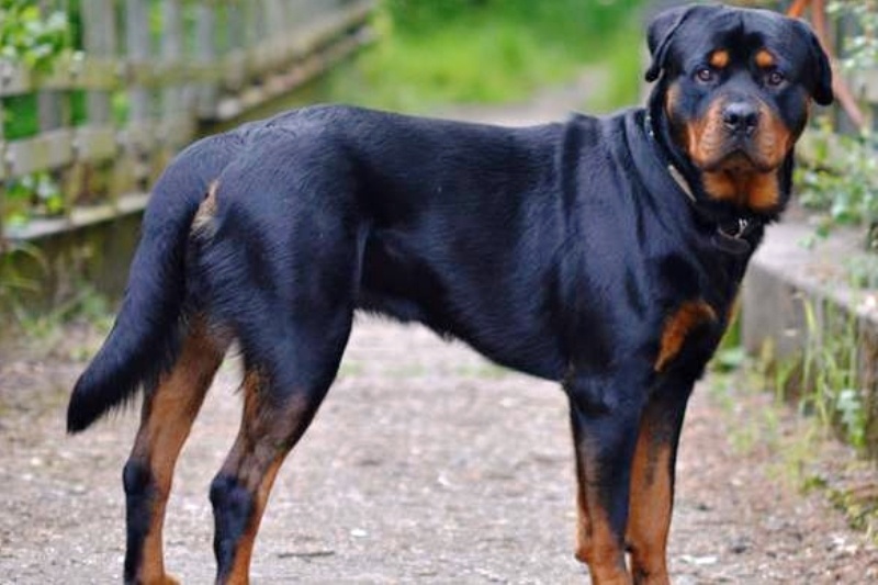 Κοζάνη: Τι κατέθεσε η τραγική μάνα του 5χρονου που κατασπάραξαν τα ροτβάιλερ