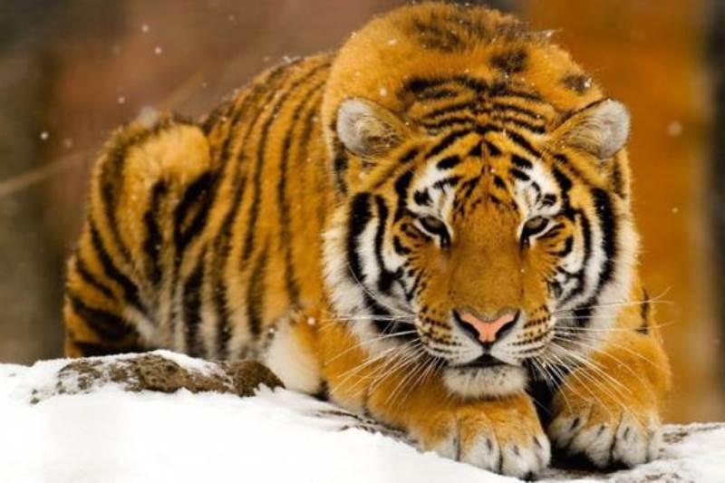 Πανικός στην Ολλανδία: Δύο τίγρεις δραπέτευσαν από καταφύγιο αιλουροειδών κι έκτοτε αναζητούνται