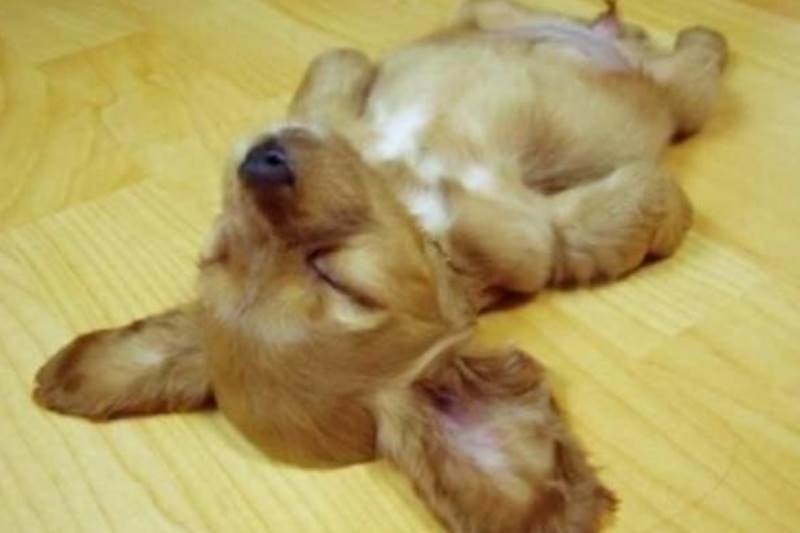 Επικό! Ο υπναράς σκυλάκος δε θέλει να ξυπνήσει για κανέναν λόγο! (video)