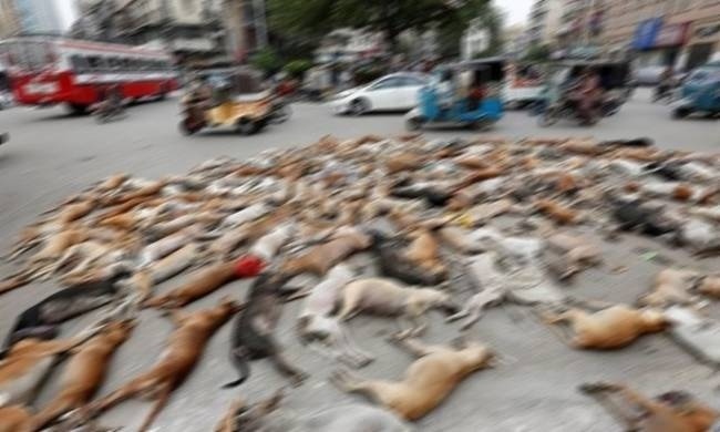 Κτηνωδία στο Πακινστάν: Οι Αρχές δηλητηρίασαν εκατοντάδες αδέσποτα σκυλιά (ΣΚΛΗΡΕΣ ΕΙΚΟΝΕΣ)