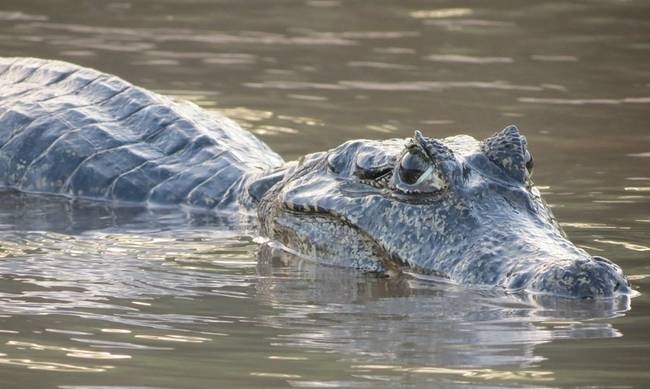Ολυμπιακοί Αγώνες 2016: Κροκόδειλοι, ποντίκια και φίδια απειλούν τους αθλητές