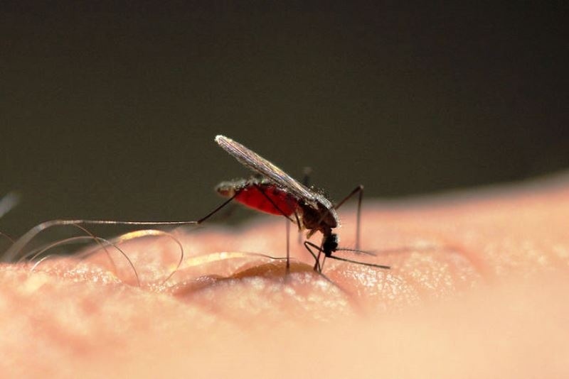 Ελονοσία: Πώς μεταδίδεται, με ποια συμπτώματα εκδηλώνεται