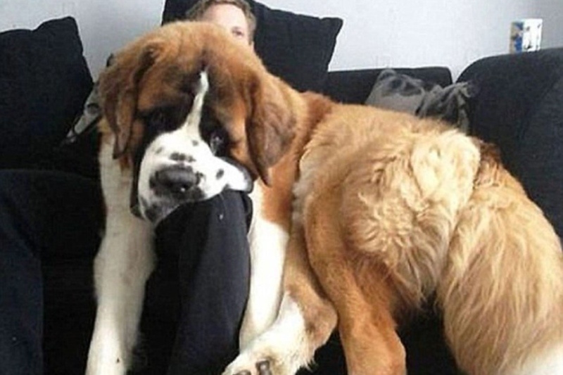 Πάρτε ένα... σκυλάκι για συντροφιά! (photos, videos)