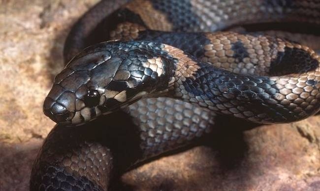 Η απόλυτη ανωμαλία: Διέρρευσε βίντεο που έκανε σεξ με… φίδι! (photos)