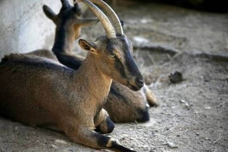 Ασυνείδητοι κυνηγοί σκότωσαν τα προστατευόμενα κρι-κρι και πόζαραν στο facebook (pics)