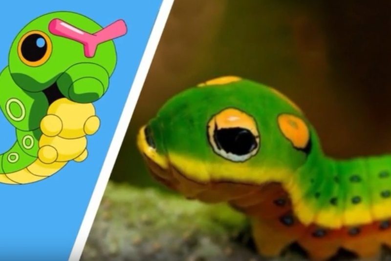 Εντεκα από τα Pokemon, υπάρχουν και στην πραγματική ζωή... (video)