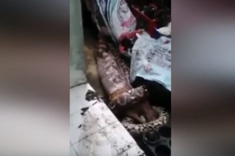 Είδε πύθωνα να τρώει τον σκύλο της (video)