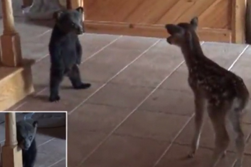 Ελαφάκι συναντά για πρώτη φορά αρκουδάκι και δείτε την αντίδραση τους! (vid)