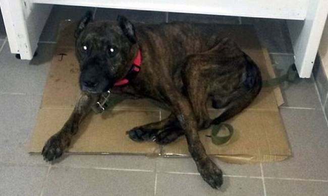 Φρίκη: Βίαζε το σκύλο του σε πάρκο επί 8 χρόνια – Δείτε την αντίδρασή του όταν τον ελευθέρωσαν (vid)