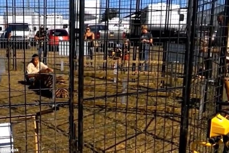 Εφιαλτικό: Τίγρης άρπαξε το πόδι εκπαιδευτή του (vid)