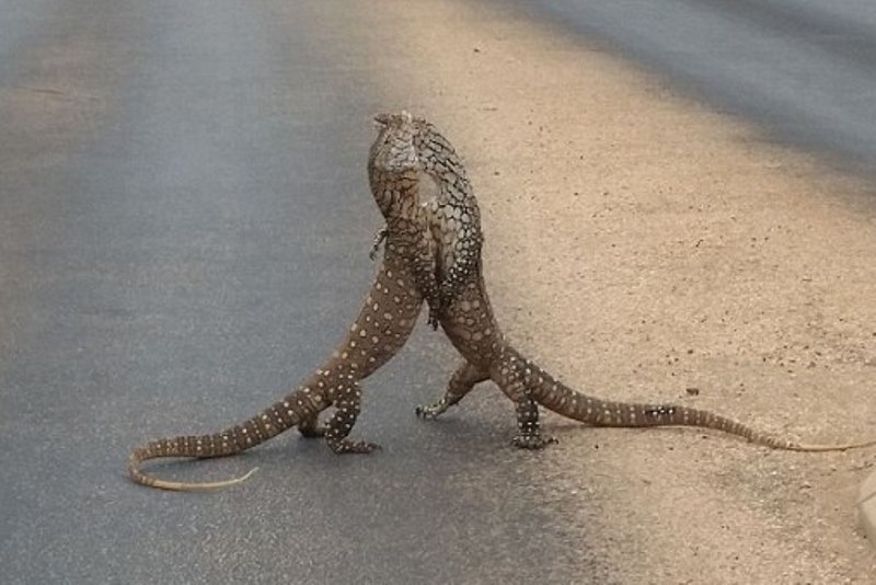Όταν οι σαύρες σταματάνε την κυκλοφορία (video)
