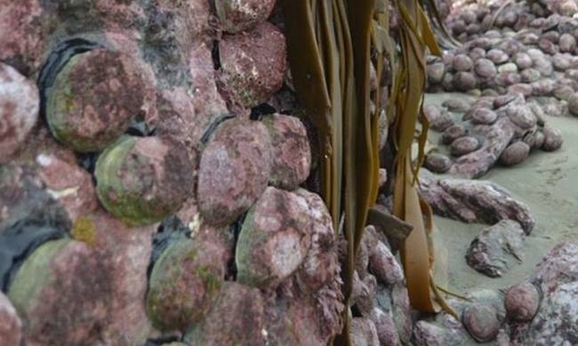 Συγκλονιστικές φωτογραφίες από τη Νέα Ζηλανδία: Ο σεισμός «σήκωσε» τον πυθμένα δύο μέτρα