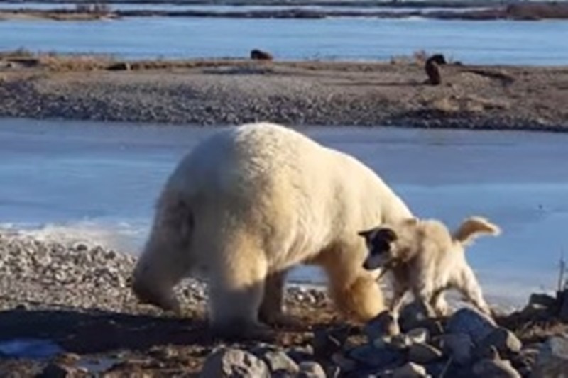 Πολική αρκούδα χαϊδεύει σκυλάκι (video)
