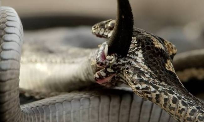 Το θρίλερ συνεχίζεται: Δείτε τα τρομακτικά φίδια να σκορπάνε ξανά τον θάνατο (video)