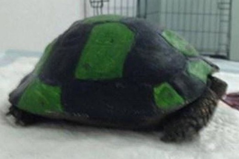 Ασυνείδητοι μετέτρεψαν χελώνα σε μπάλα ποδοσφαίρου (pics)
