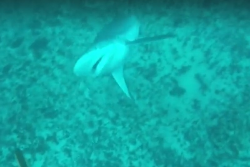 Το ψάρεμα δεν είναι πάντα βαρετό (video)