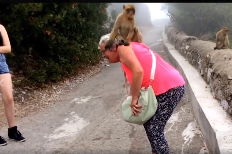 Πίθηκοι μαλώνουν πάνω σε τουρίστρια! (video)