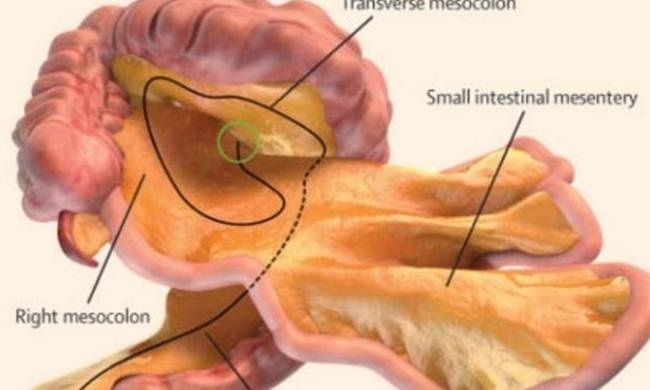 Απίστευτο: Ανακαλύφθηκε νέο όργανο μέσα στο ανθρώπινο σώμα!