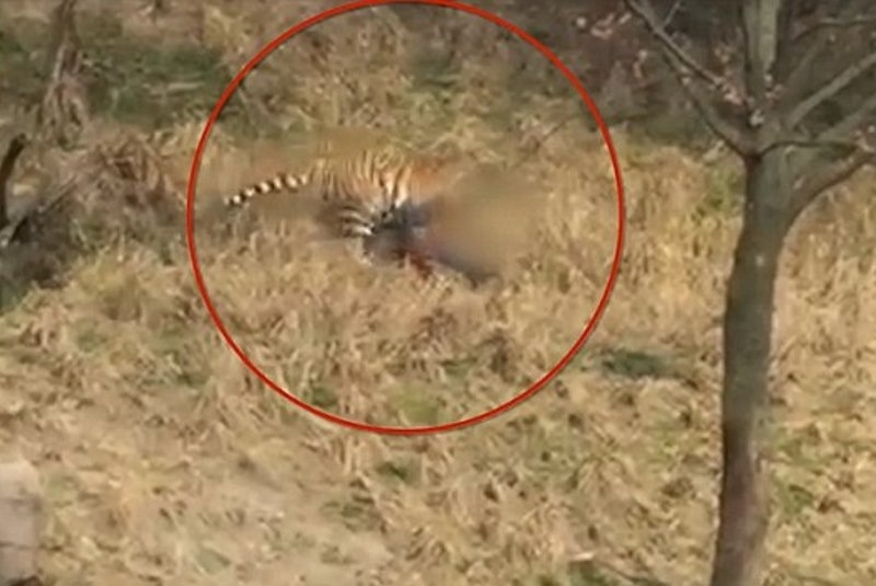 Τίγρεις κατασπάραξαν τουρίστα μπροστά στην οικογένειά του! (video)