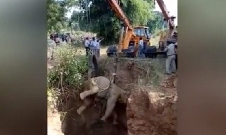 Συγκλονιστικό: Η διάσωση του παγιδευμένου ελέφαντα (vid)
