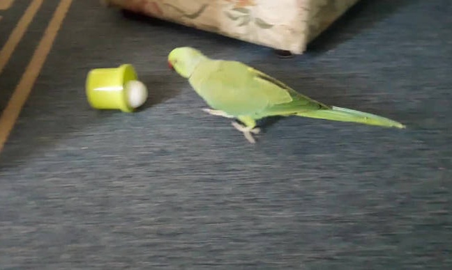 Αυτός ο παπαγάλος δεν χάνει γκολ... (video)