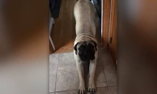 Αυτός ο σκύλος δεν αντιλαμβάνεται ότι είναι πολύ... μεγάλος για αγκαλίτσες (video)