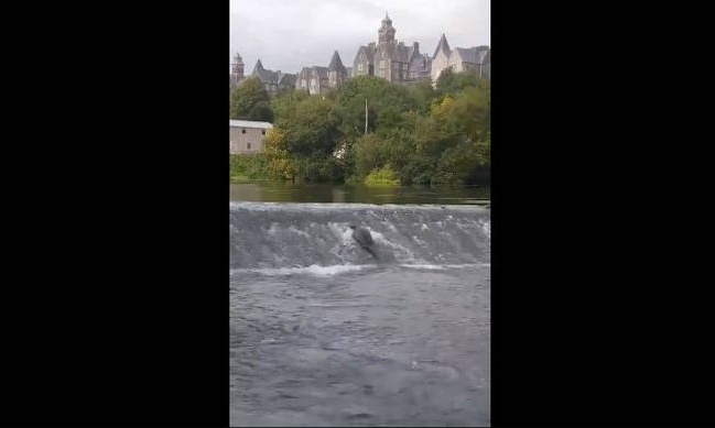 Μια φώκια μια ανεπτυγμένη αίσθηση της... περιπέτειας (video)