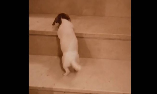 Ο -τετράποδος- επιμένων νικά! Δείτε το βίντεο