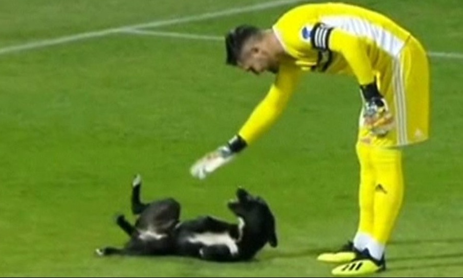 Σκύλος εισβάλει και… παίζει με τον τερματοφύλακα! (video)